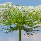 Blüte der Wilden Möhre 2