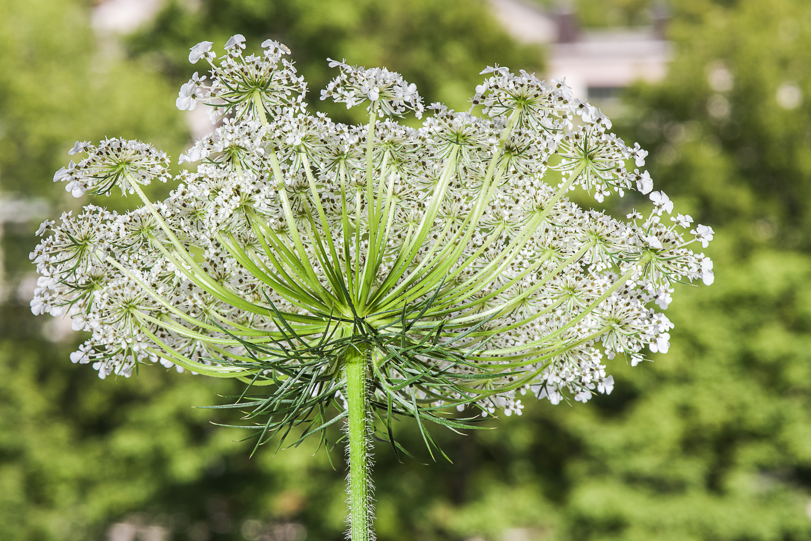 Blüte der Wilden Möhre