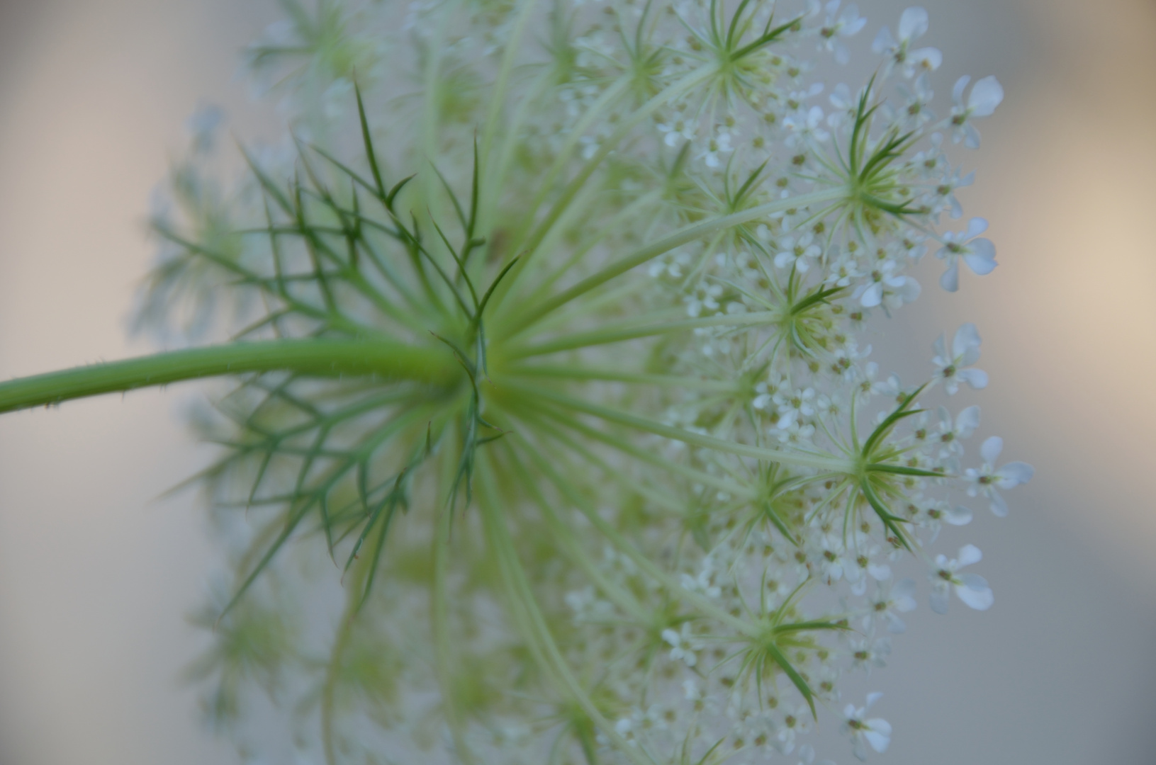 Blüte der Wilden Möhre