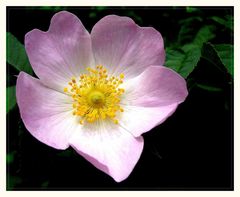 Blüte der Wilden Rose.