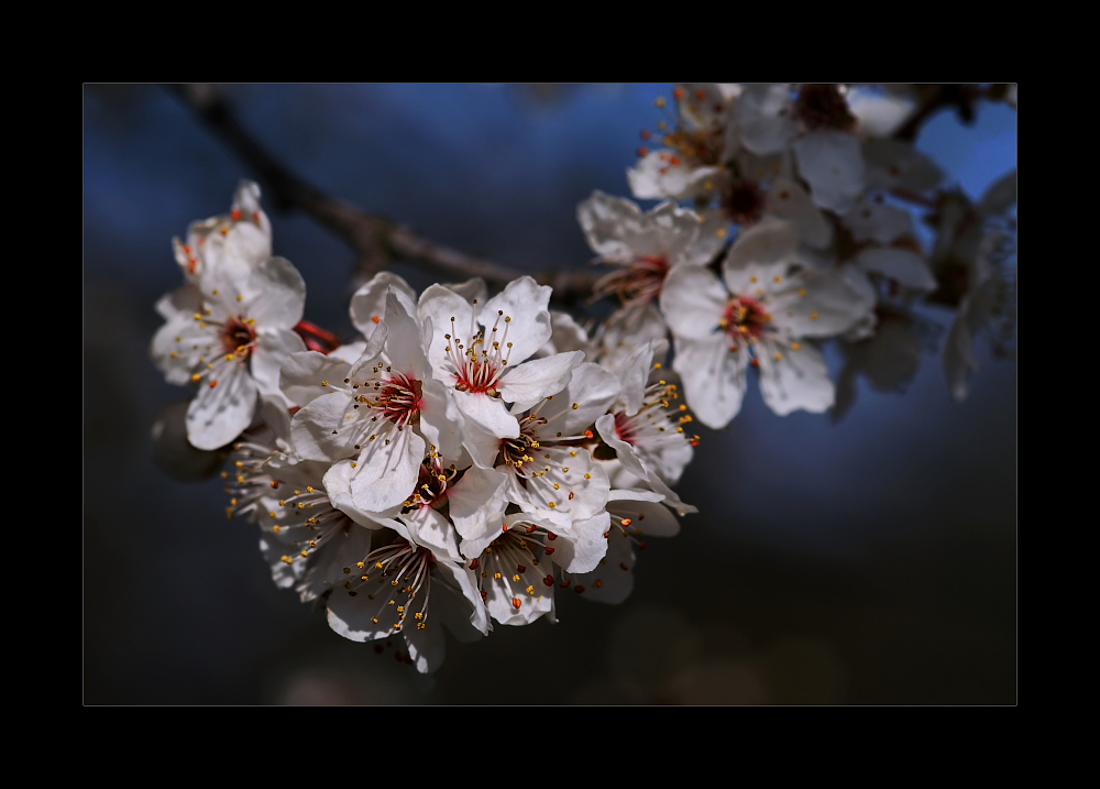 Blüte der Wildkirsche