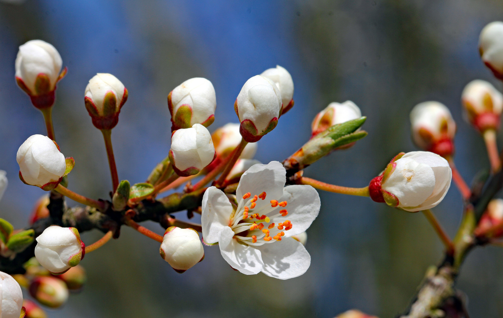 Blüte der Wildkirsche