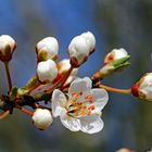 Blüte der Wildkirsche