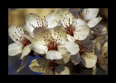 Blüte der Wildkirsche II