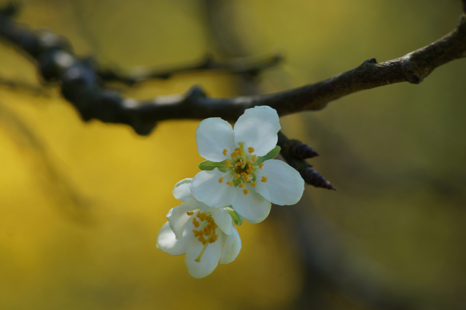 Blüte der Wildkirsche II