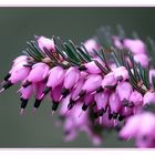 Blüte der Winterheide