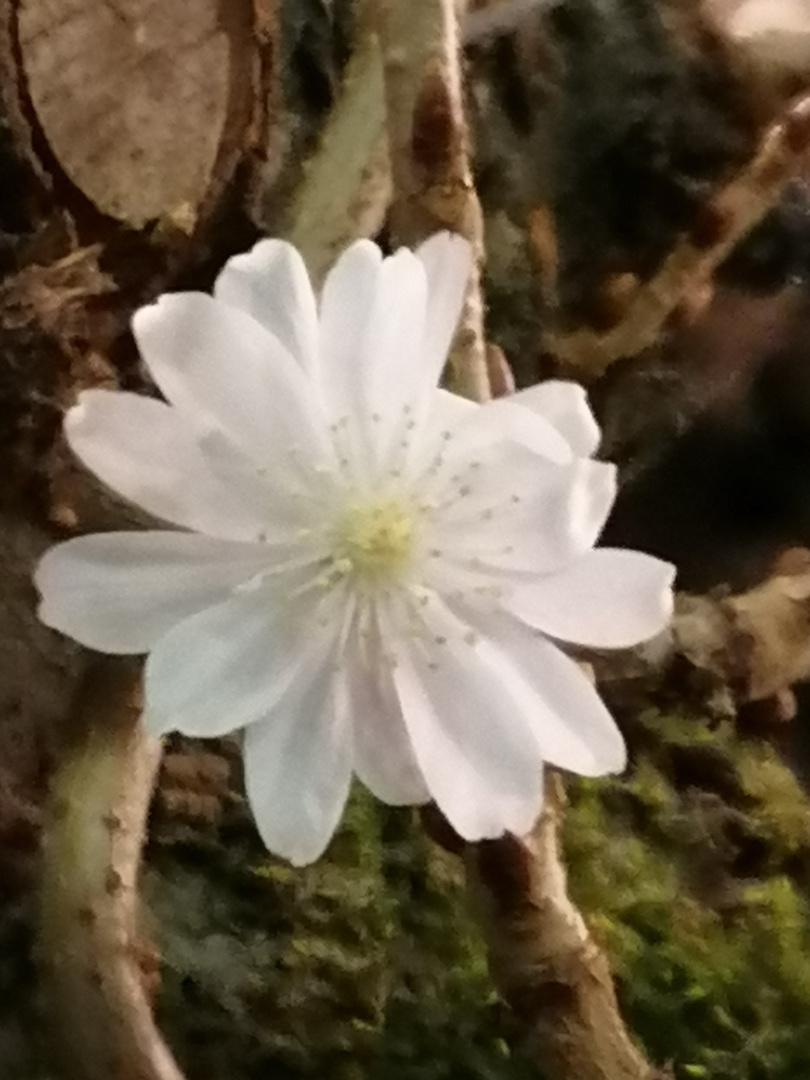 Blüte der Winterkirsche am Abend 