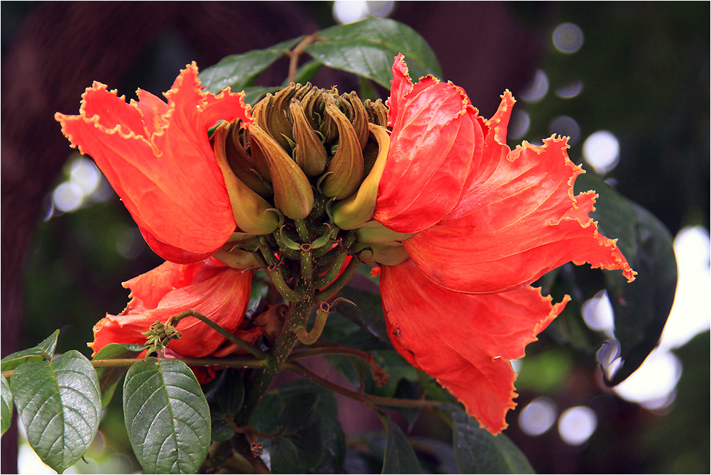 Blüte der Woche