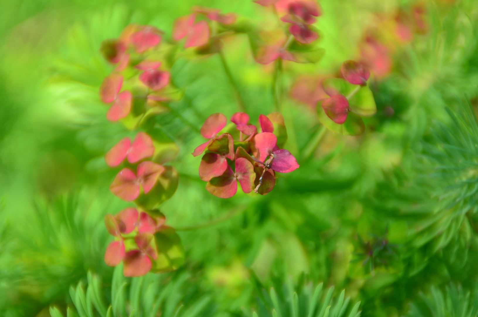 Blüte der Wolfsmilch