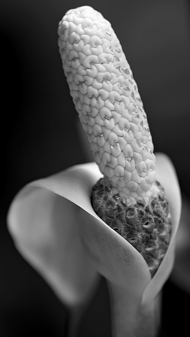 Blüte der Zamioculcas zamiifolia