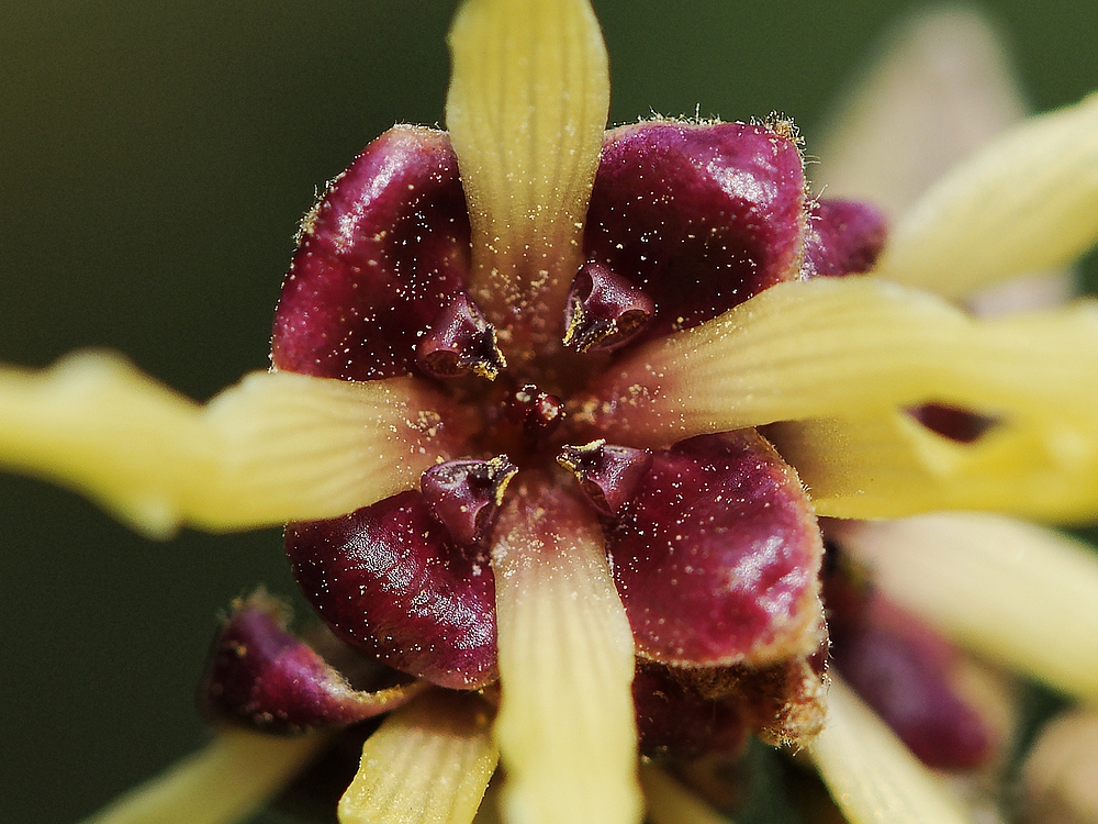 Blüte der Zaubernuss (Hamamelis)