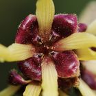 Blüte der Zaubernuss (Hamamelis)