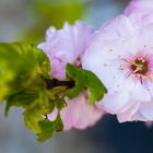 Blüte der Zierkirsche