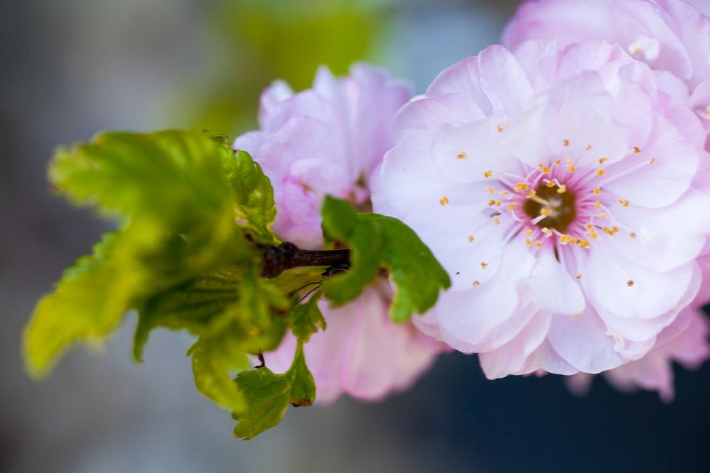 Blüte der Zierkirsche