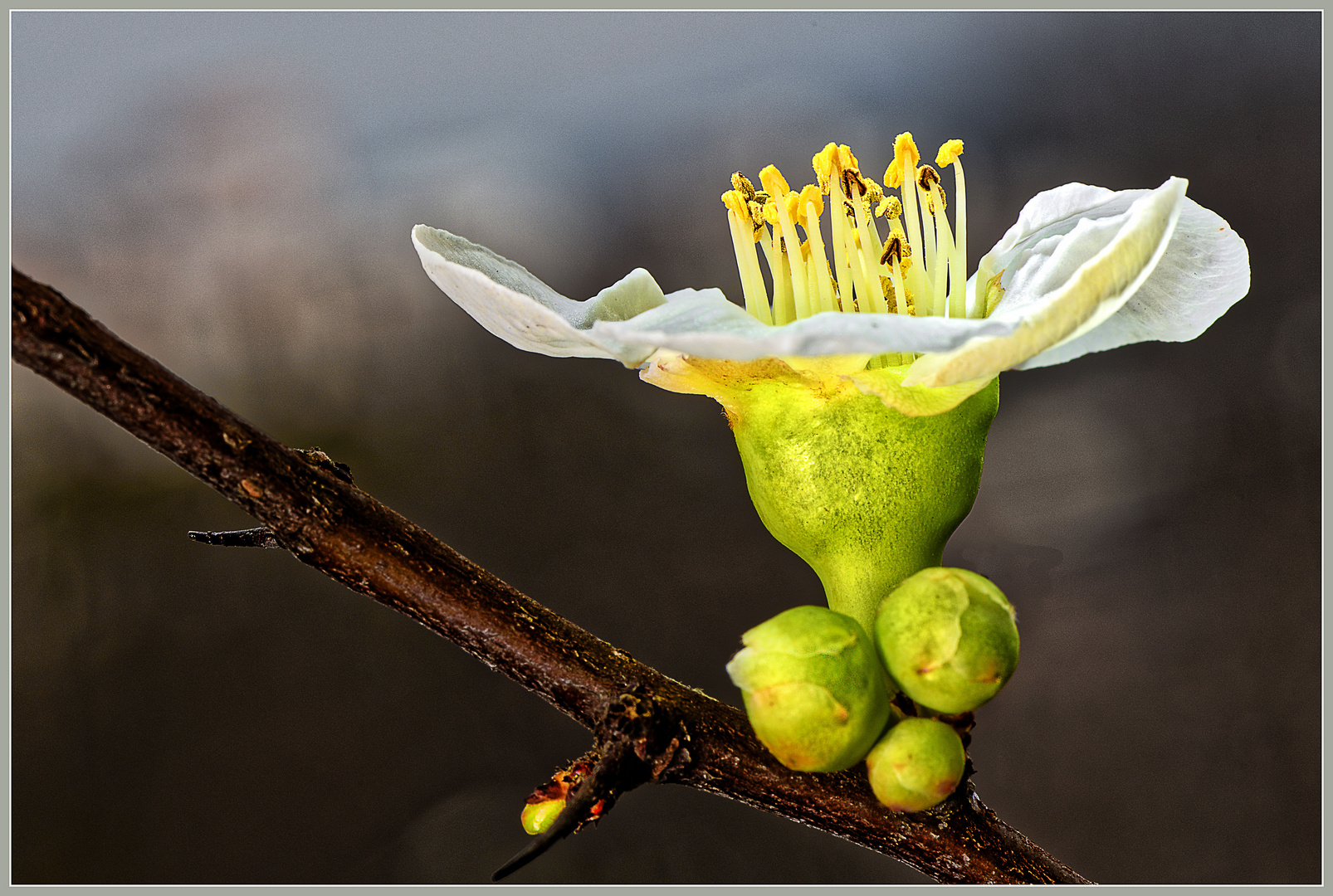 Blüte der Zierquitte