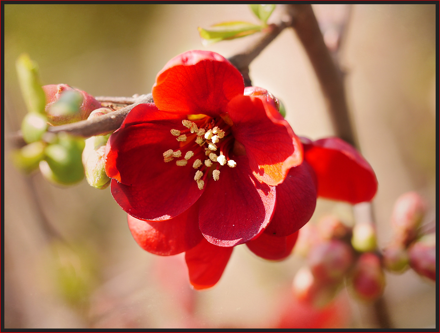 Blüte der Zierquitte