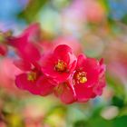 Blüte der Zierquitte (Chaenomeles)