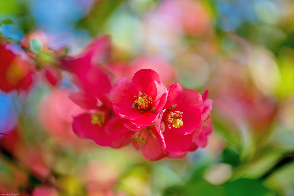 Blüte der Zierquitte (Chaenomeles)