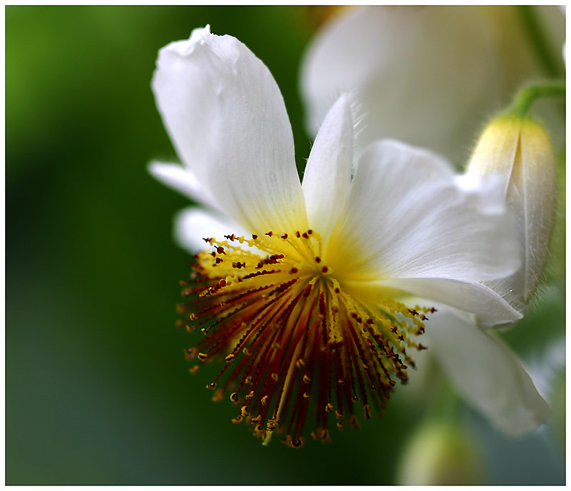 Blüte der Zimmerlinde