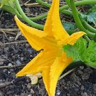 Blüte der Zucchini