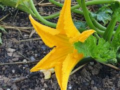 Blüte der Zucchini