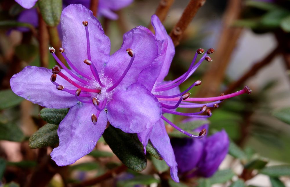 Blüte der Zwergazalee