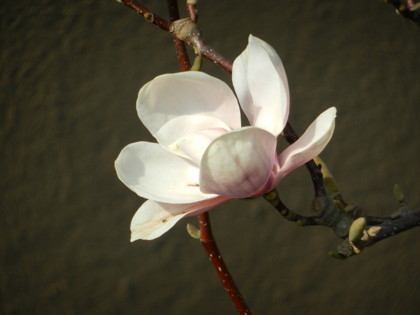 Blüte deren Name ich mittlerweile doch schon weiß