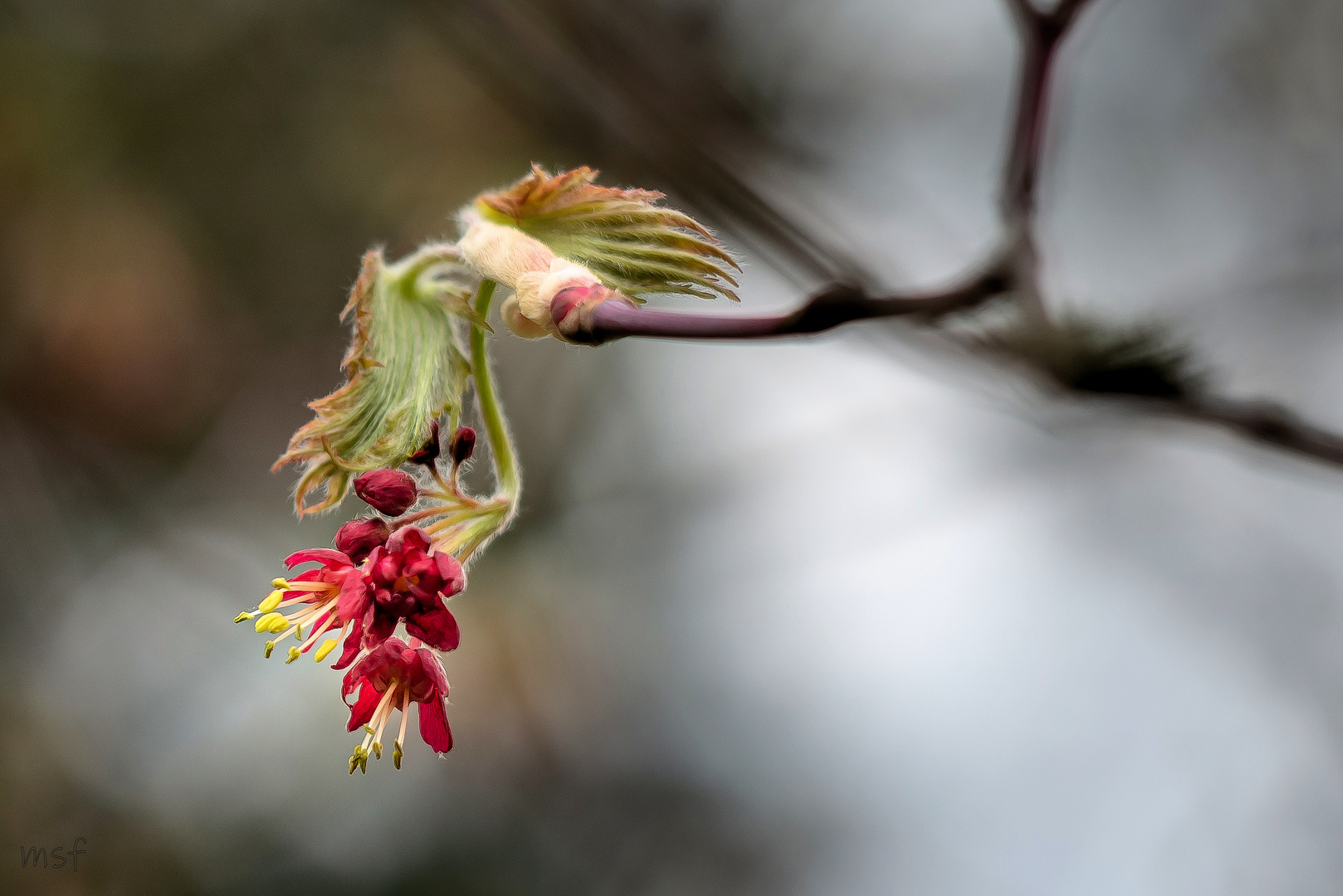 Blüte des Ahornbaumes 