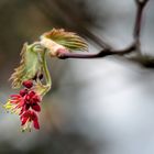 Blüte des Ahornbaumes 