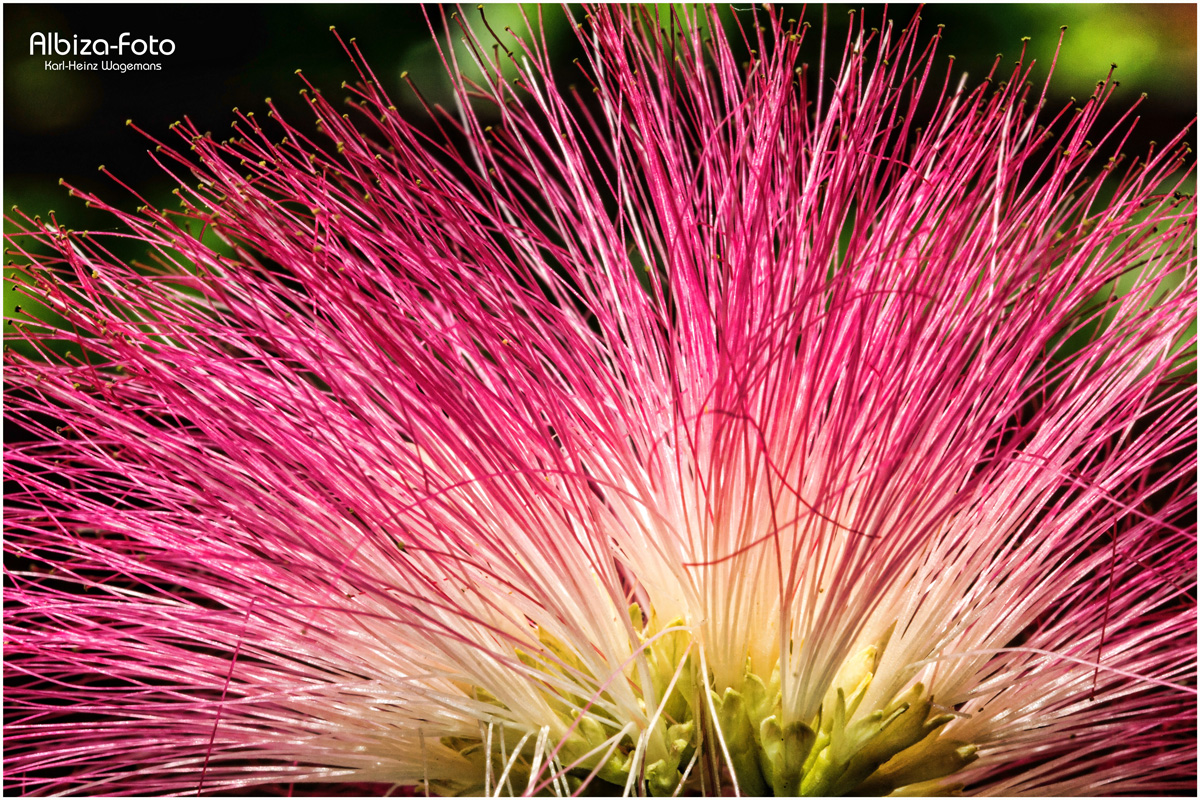 Blüte des Albizia-Baums