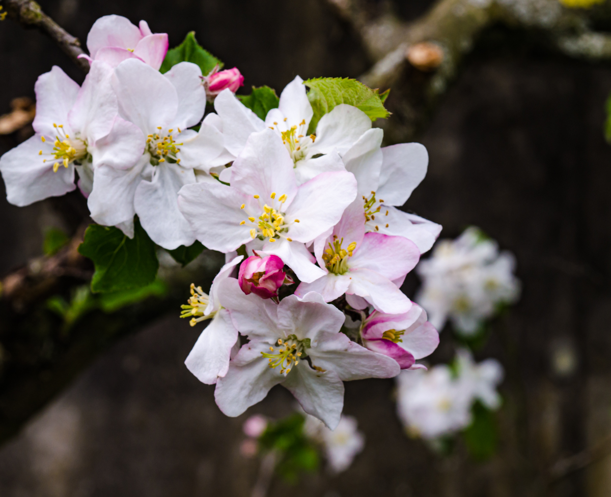 Blüte des Apfelbaums