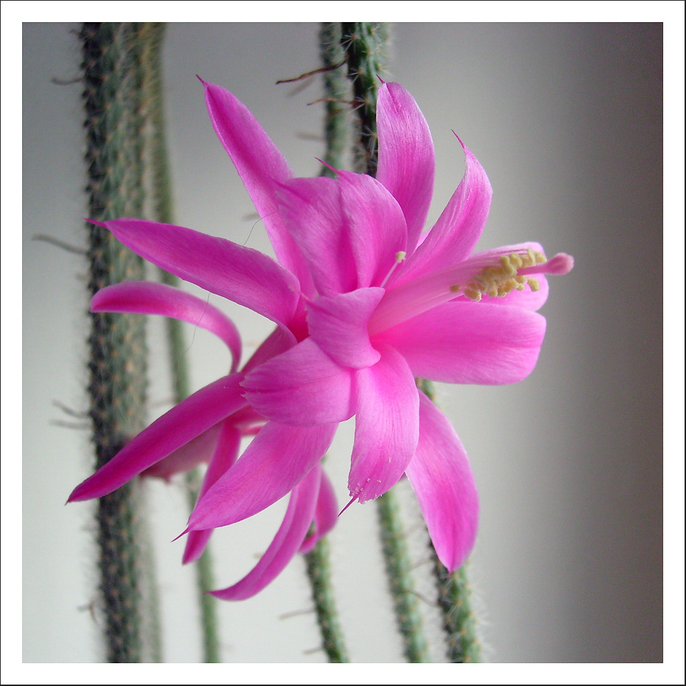 Blüte des Aporocactus flagelliformis