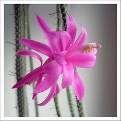 Blüte des Aporocactus flagelliformis