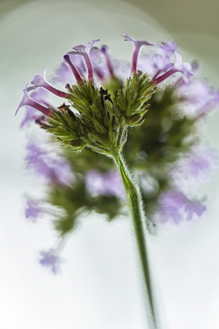 Blüte des Argentinischen Eisenkrauts