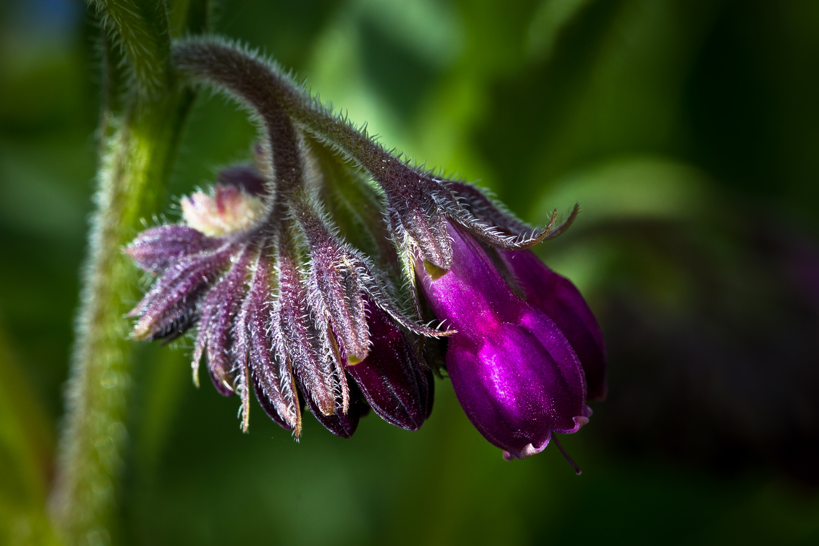 Blüte des Beinwell