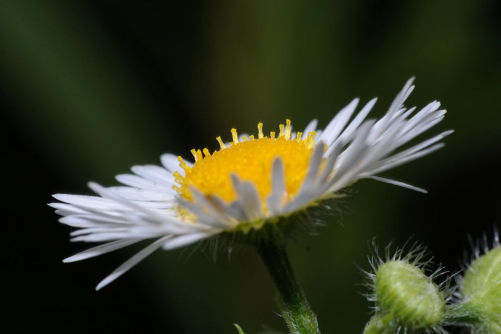 Blüte des Berufkrautes