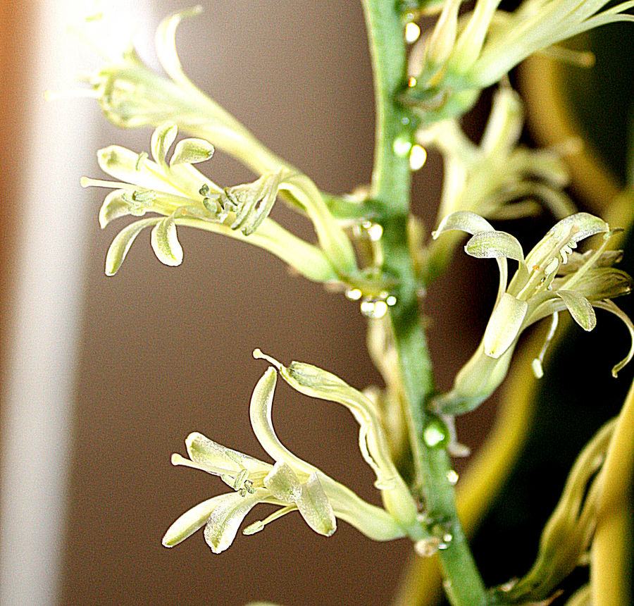 Blüte des Bogenhanfs