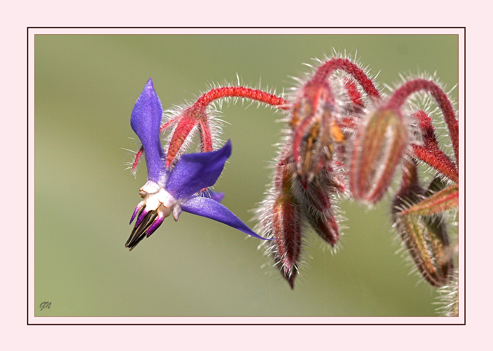 Blüte des Borretsch