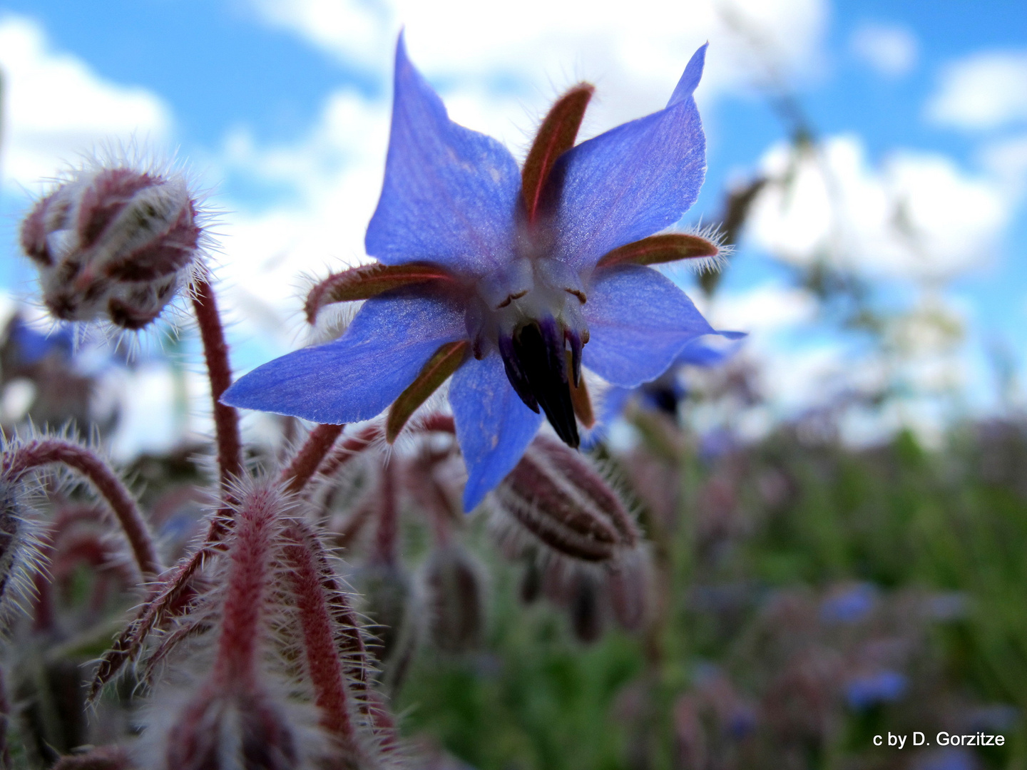 Blüte des Borretsch !