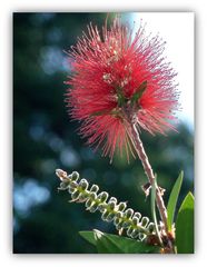 Blüte des Bürstenstrauchs