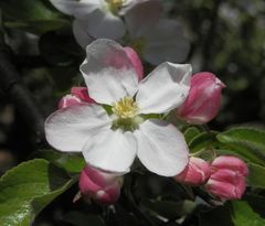 Blüte des Dülmener Rosenapfels