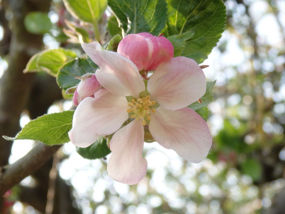 Blüte des Dülmener Rosenapfels