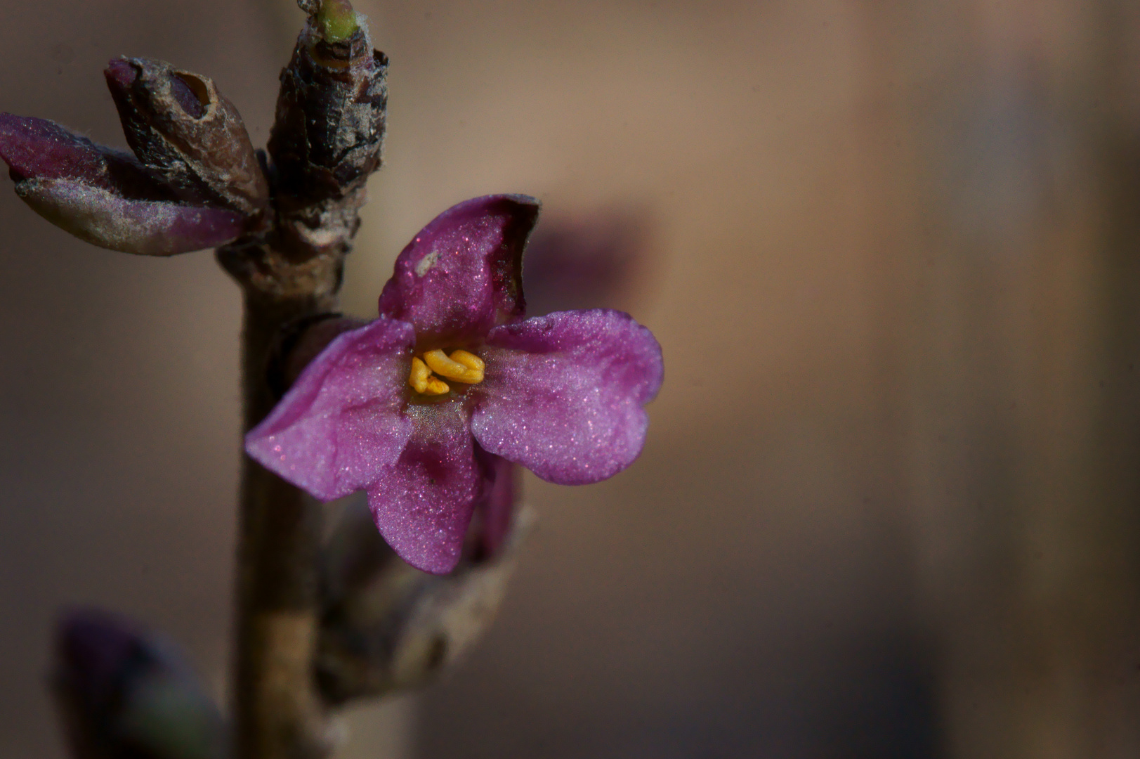 Blüte des Echten Seidelbast