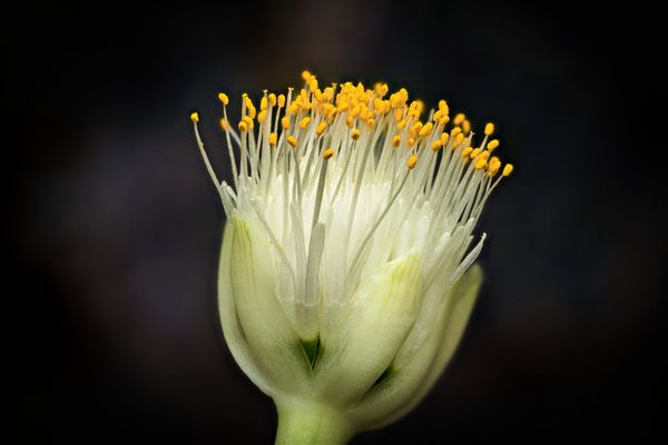 Blüte des Elefantenohrs