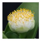 Blüte des Elefantenohrs - Haemanthus albiflos