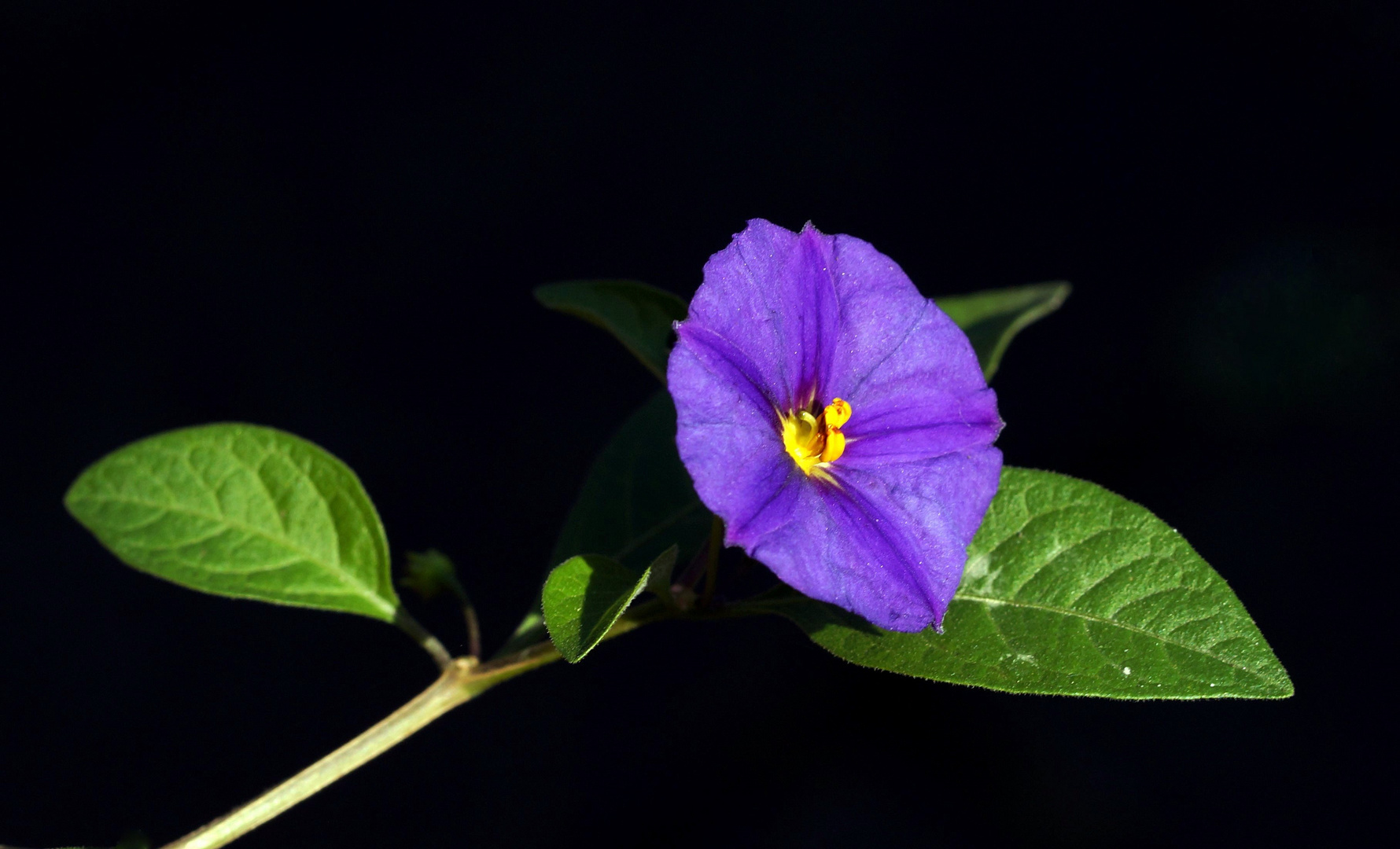 Blüte des Enzianbaumes.