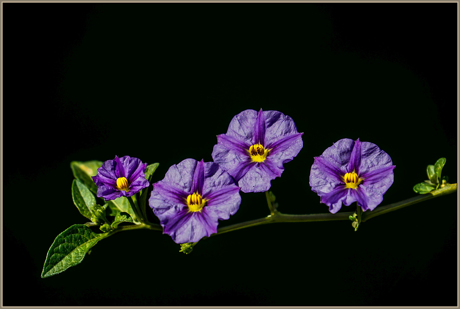 Blüte des Enzianstrauchs