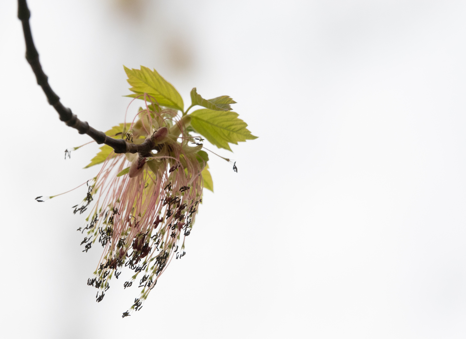 Blüte des Eschen-Ahorns