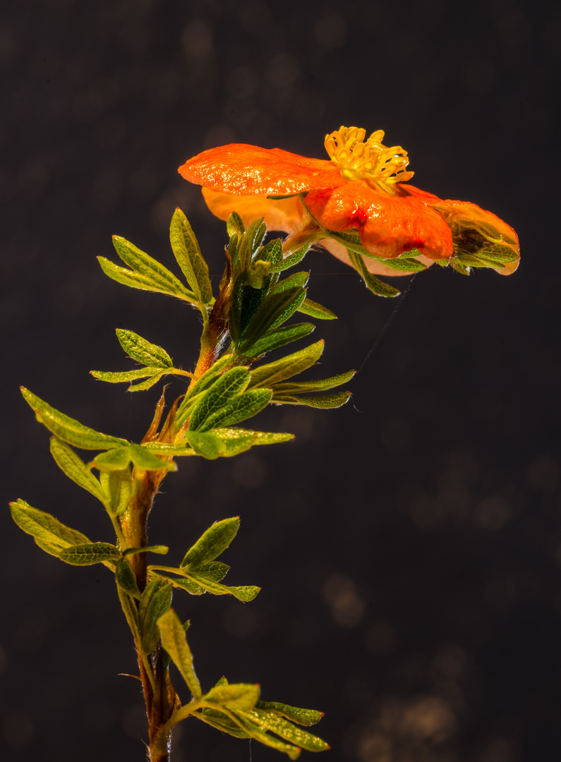 Blüte des Fingerstrauchs