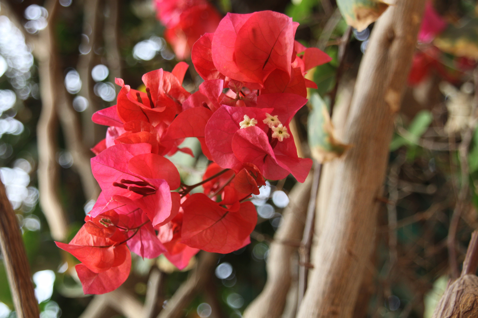 Blüte des Flammenbaumes